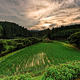 Illustration for article titled Mutant rice could help Japanese farmers bounce back from tsunami damage